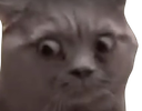 :wut: