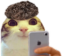:chat_marrant_brother: