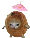 :pretty_Cococat: