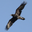Photo de profil de Corbeau