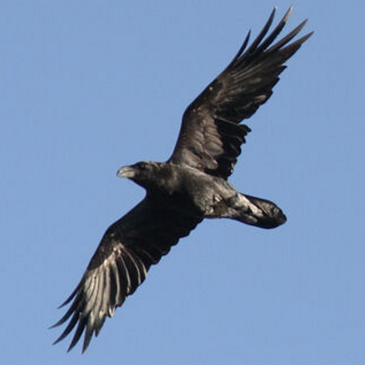 Corbeau