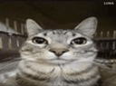 :Chatserpentanime: