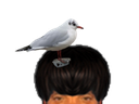 :Mouette: