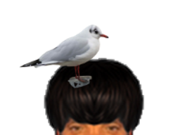 :Mouette: