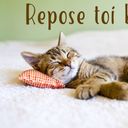 Reposetoi