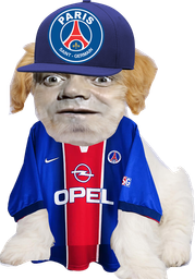 :Chien_bourdon_psg: