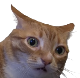 :chat_cho: