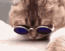 :Chat_lunette_bleue_:
