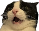 :monchat: