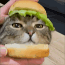 :chat_burger:
