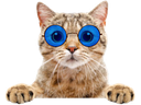 :chat_gentil_lunettes: