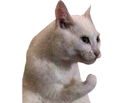:chat_patte: