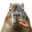 Photo de profil de Cocomatron