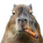 Photo de profil de Cocomatron