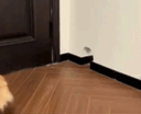 :chatroue: