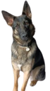 :Chiensur10: