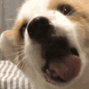 :chien_leche: