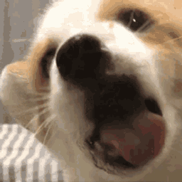 :chien_leche: