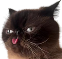 :Chat_tire_la_langue: