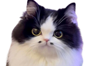 :chatm_mignon: