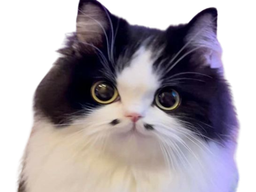 :chatm_mignon: