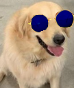 :goldhainelunette: