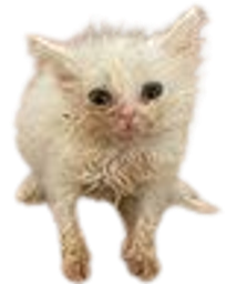 :chat_zinzolax_zoom: