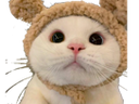 :Chapristi: