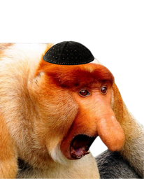 :singe_juif: