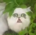 :ohstraycat: