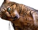 :chocat: