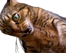 :chocat: