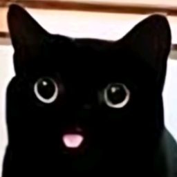 :Plop_le_chat: