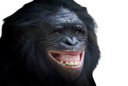 :bonobo_sourire: