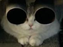 :cat_redpill: