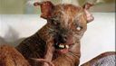 :chienMoche: