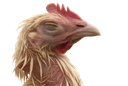 :Poule2:
