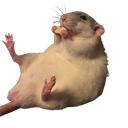 :Souris_fromage: