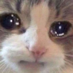 :chakipleur: