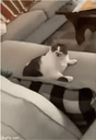 :Chat_langue_: