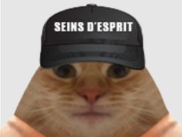 :chat_seins_esprit: