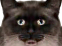 :catnn: