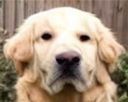 :goldenweird:
