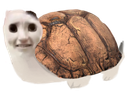 :Tortue_chat: