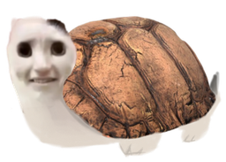 :Tortue_chat: