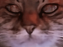 :chat_zoom_cligne: