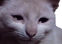 :Chat_en_larme: