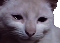 :Chat_en_larme: