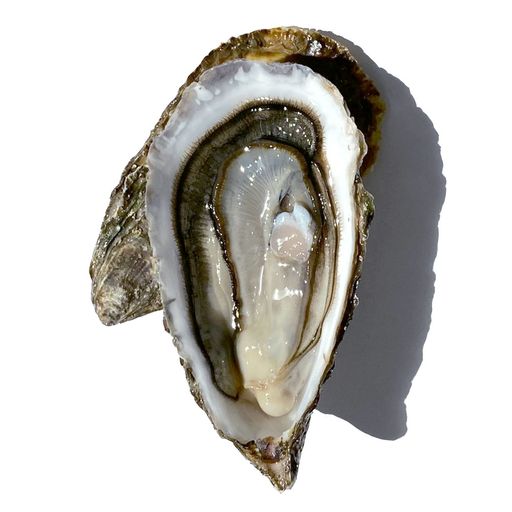 HuitreMentale