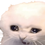 Photo de profil de OtarieEnRut